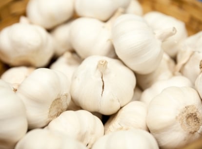 The German White Stiffneck Garlic features large, plump bulbs with a papery white skin, each clove encased in a smooth, white sheath.