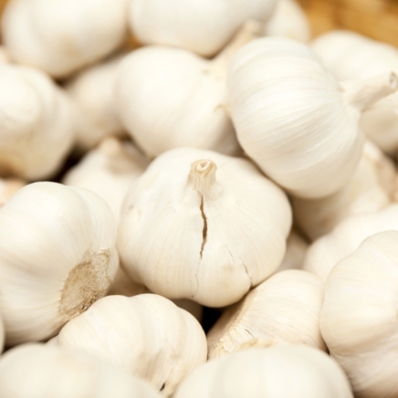 The German White Stiffneck Garlic features large, plump bulbs with a papery white skin, each clove encased in a smooth, white sheath.