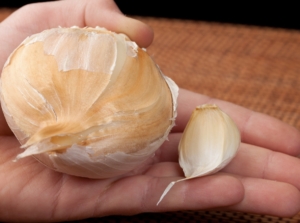 A hand holding a giant head allium sativum clove and a regular sized clove.