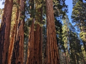 Majestic giant sequoia trees with towering, reddish-brown trunks and dense, feathery green foliage that creates a dramatic, forest canopy.