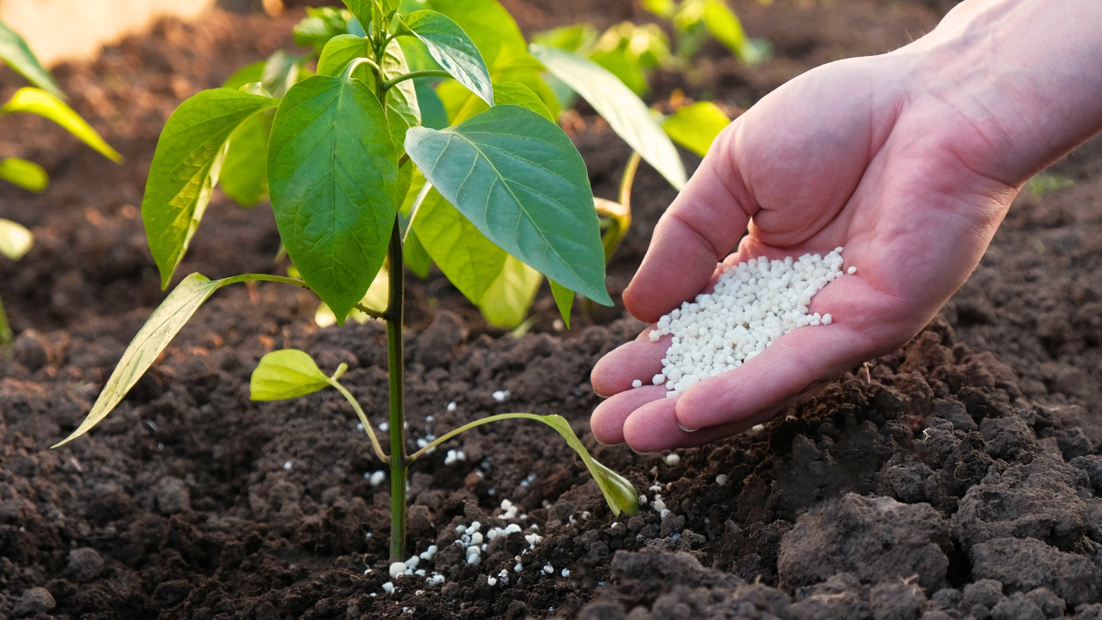 Close-up of a woman's hand applying granular fertilizer to a young Capsicum annuum seedling in the garden.