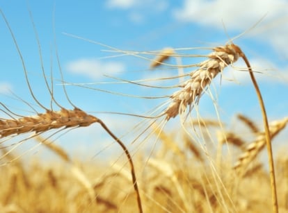 Closeup of golden ear of Triticum plants in a field.