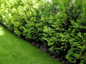 A green fence formed by a beautiful array young thujas.