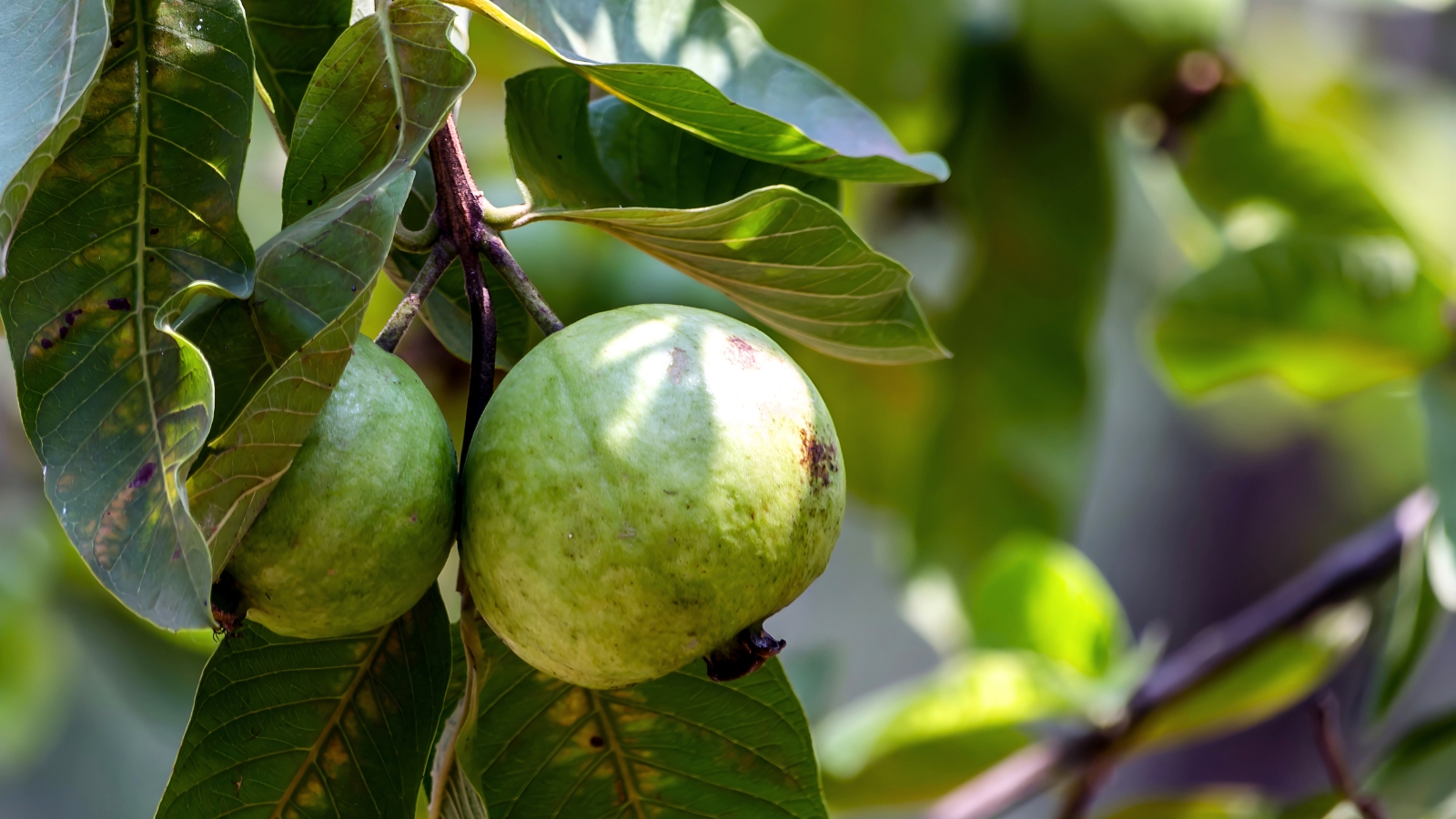 Its bright green leaves contrast with the pale green guava fruits, which are hanging from the branches in a sunny garden.