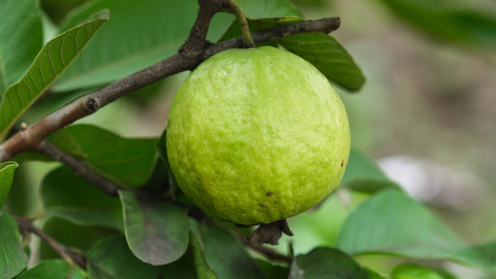 The plant has thick, green branches with broad, glossy leaves, producing round, pale green fruit with a bumpy surface.