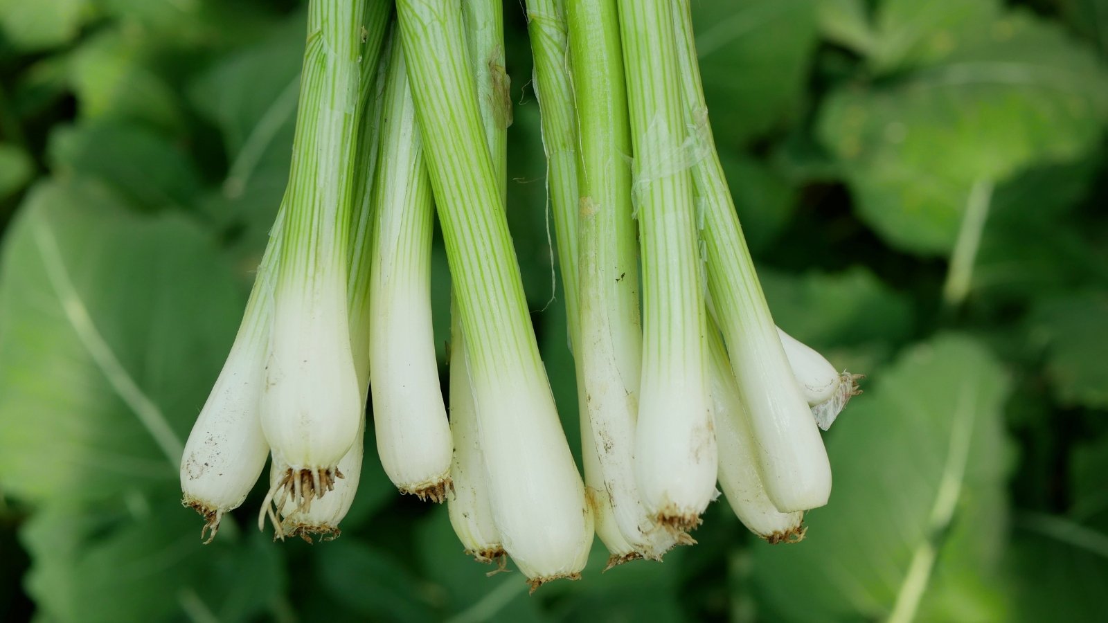 A bundle of green scallions with thick, white bases, freshly harvested.