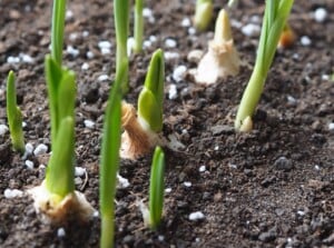 Garlic cloves are scattered in coarse soil, with green sprouts growing upright and some garlic bulbs showing their white exteriors. The soil is a mixture of organic matter with what appear to be bulb fertilizer white particles.