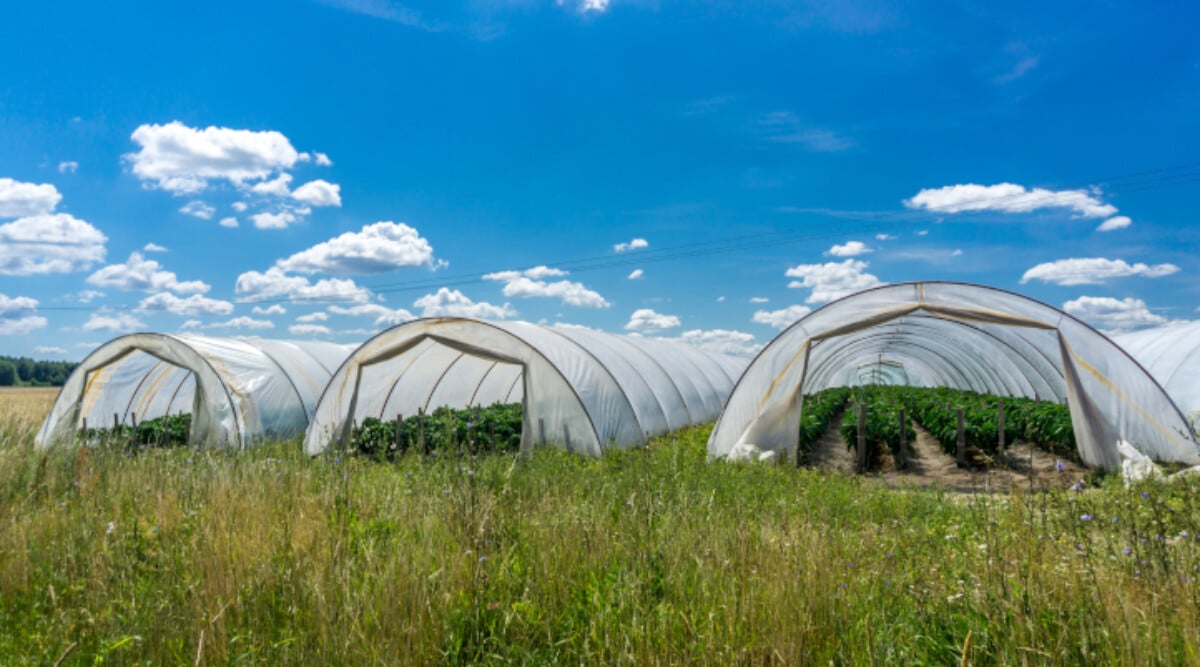 Greenhouse plastic covers on frames in field