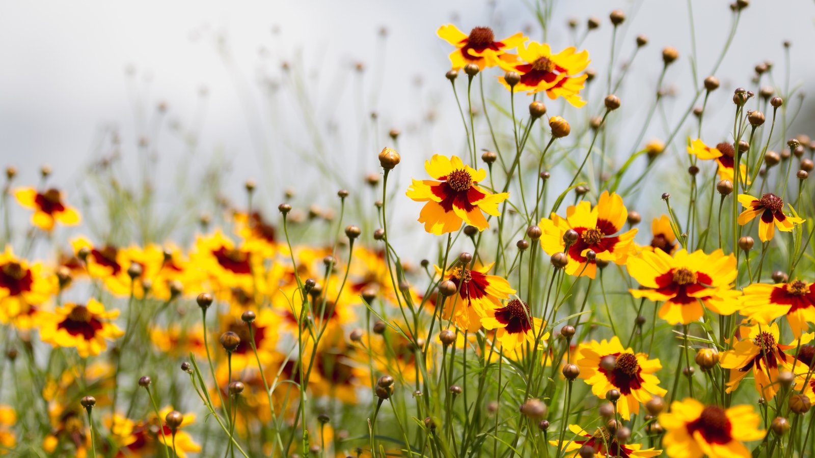 Garden coreopsis flowers, supported by slender stems, display petals ranging from deep red to yellow.