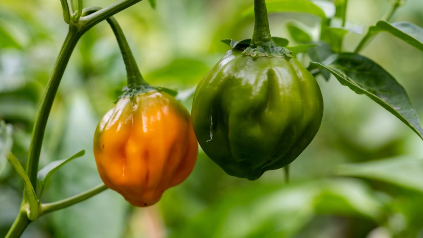 Close-up of two ripe hybrid peppers with round, irregular shapes and bumpy ridges, featuring glossy thin skins in green and bright orange.