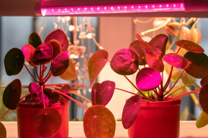 Grow light tips. Pilea Peperomioides in pots under phyto lamp indoors. Pilea peperomioides is characterized by its unique, round, coin-shaped leaves attached to long, slender petioles emerging from a central stem.