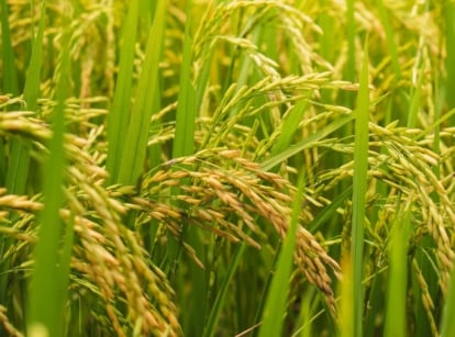 Grow rice in a field with long slim stems and leaves with a light green hue under warm-toned sunlight