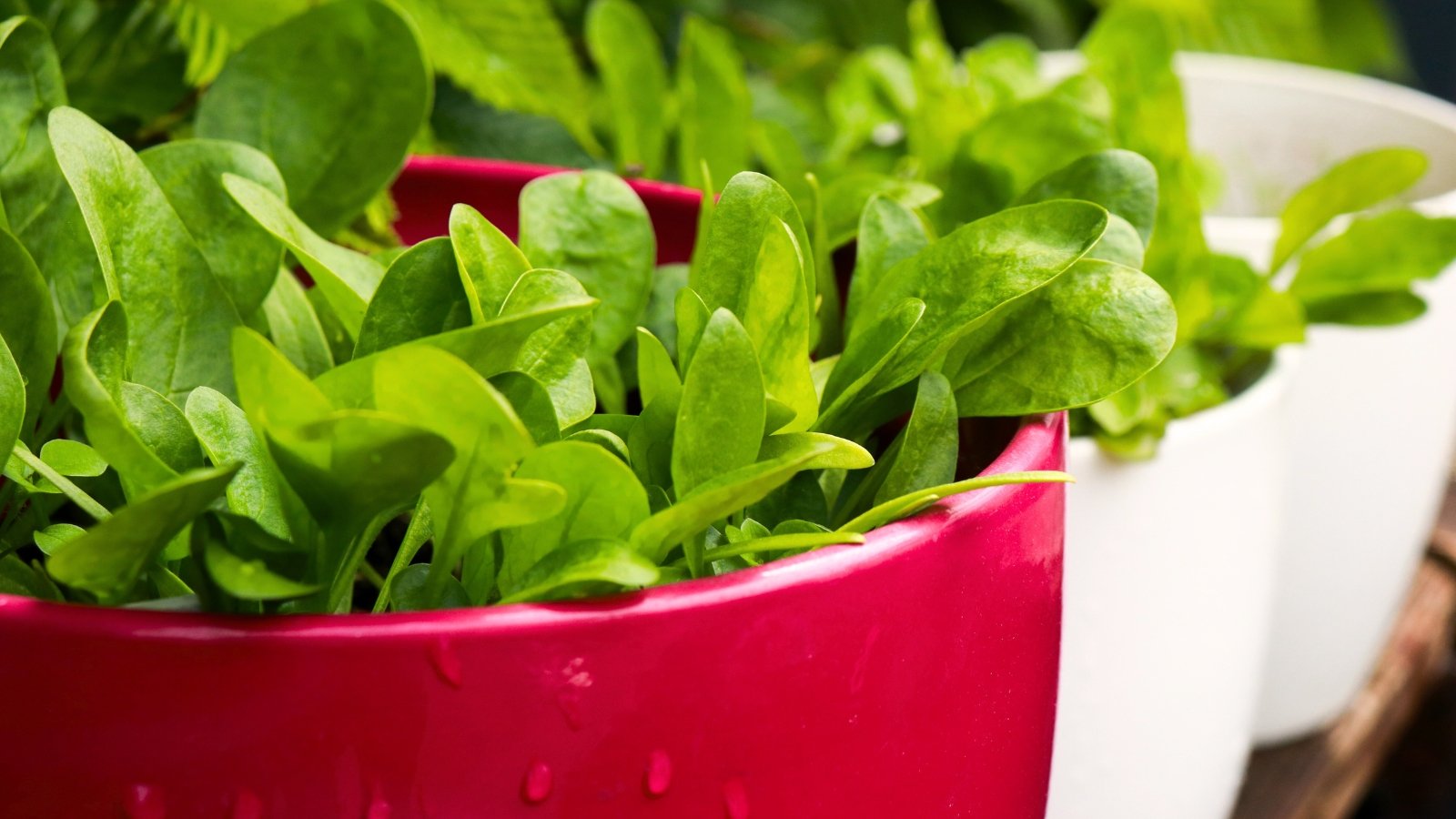 Spinach growing in red and white containers features vibrant green, tender leaves with a smooth texture and a slightly crinkled edge, supported by sturdy, slender stems that grow upright and are often densely packed.