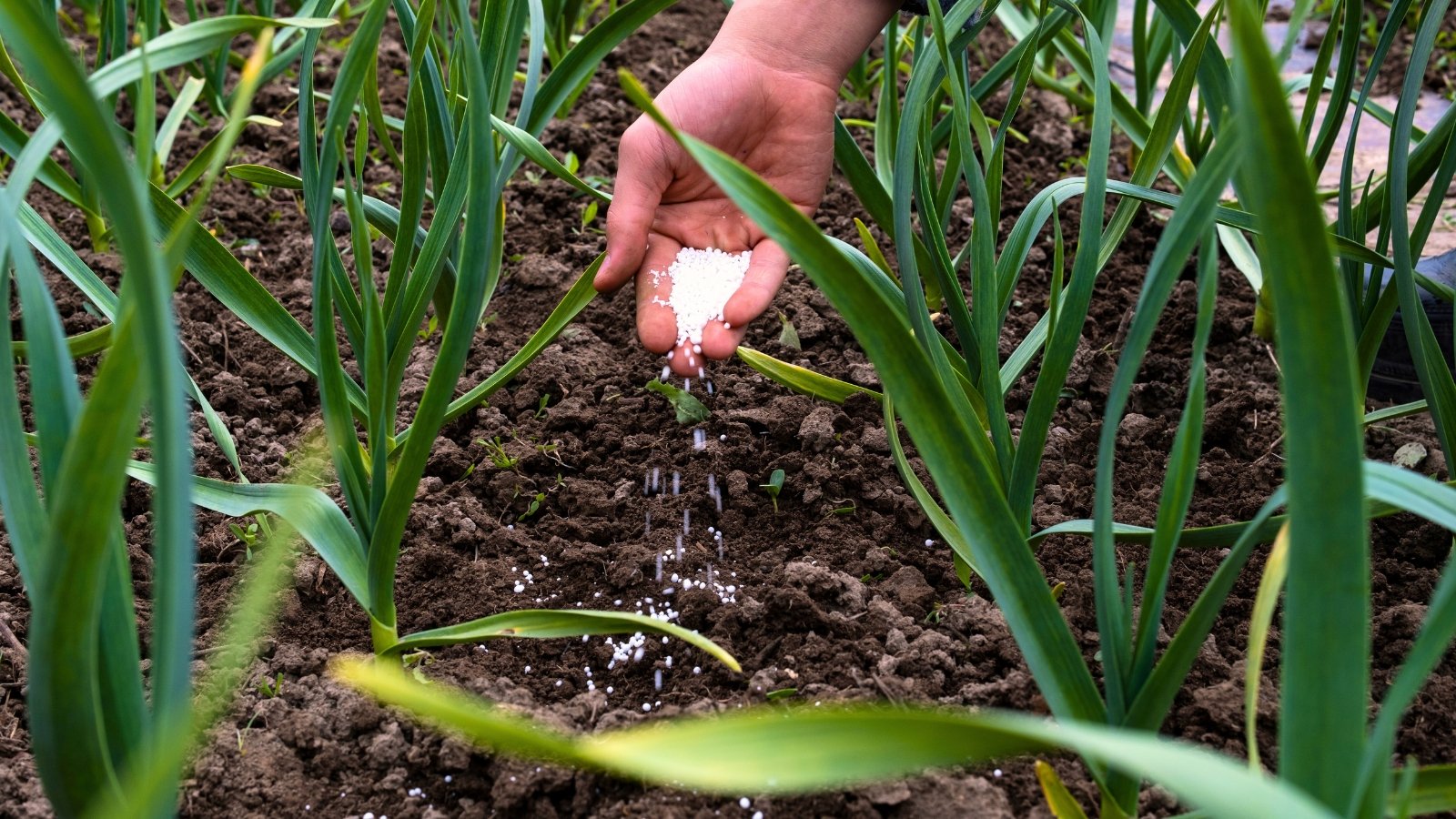 Close-up of a man's hand spreading white granular fertilizer onto a bed of growing plants with vertical stems that hold elongated, smooth leaves that are a rich green.