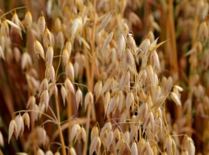 An area with many growing oats appearing brown and ripe, looking ready for harvesting