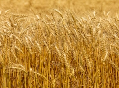 Growing wheat in field appearing light brown in color spanning a far distance receiving sunlight with warm color