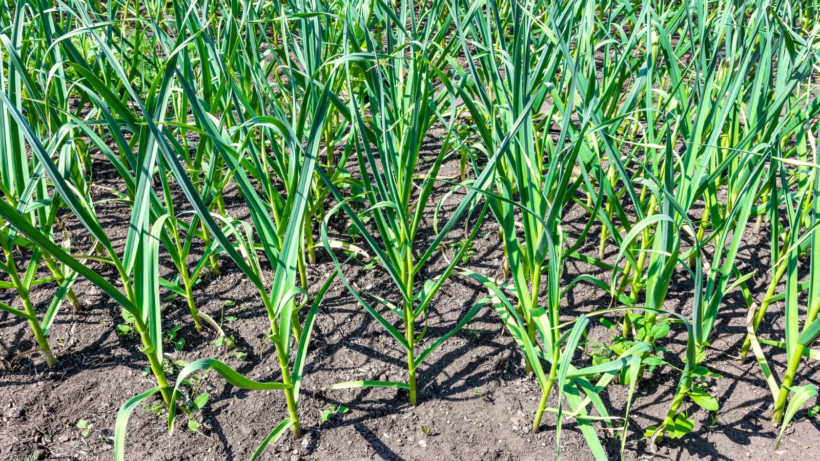 Grown garlic in a garden bed