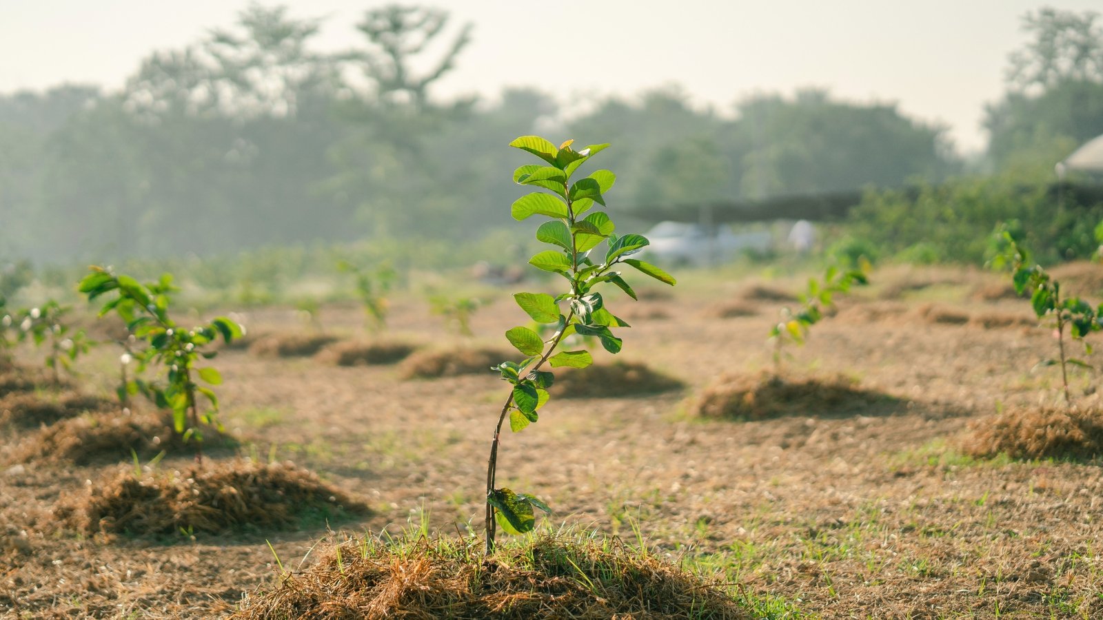 A field of young trees with thin vertical stems and oval, dark green leaves glistening in the sunlight.
