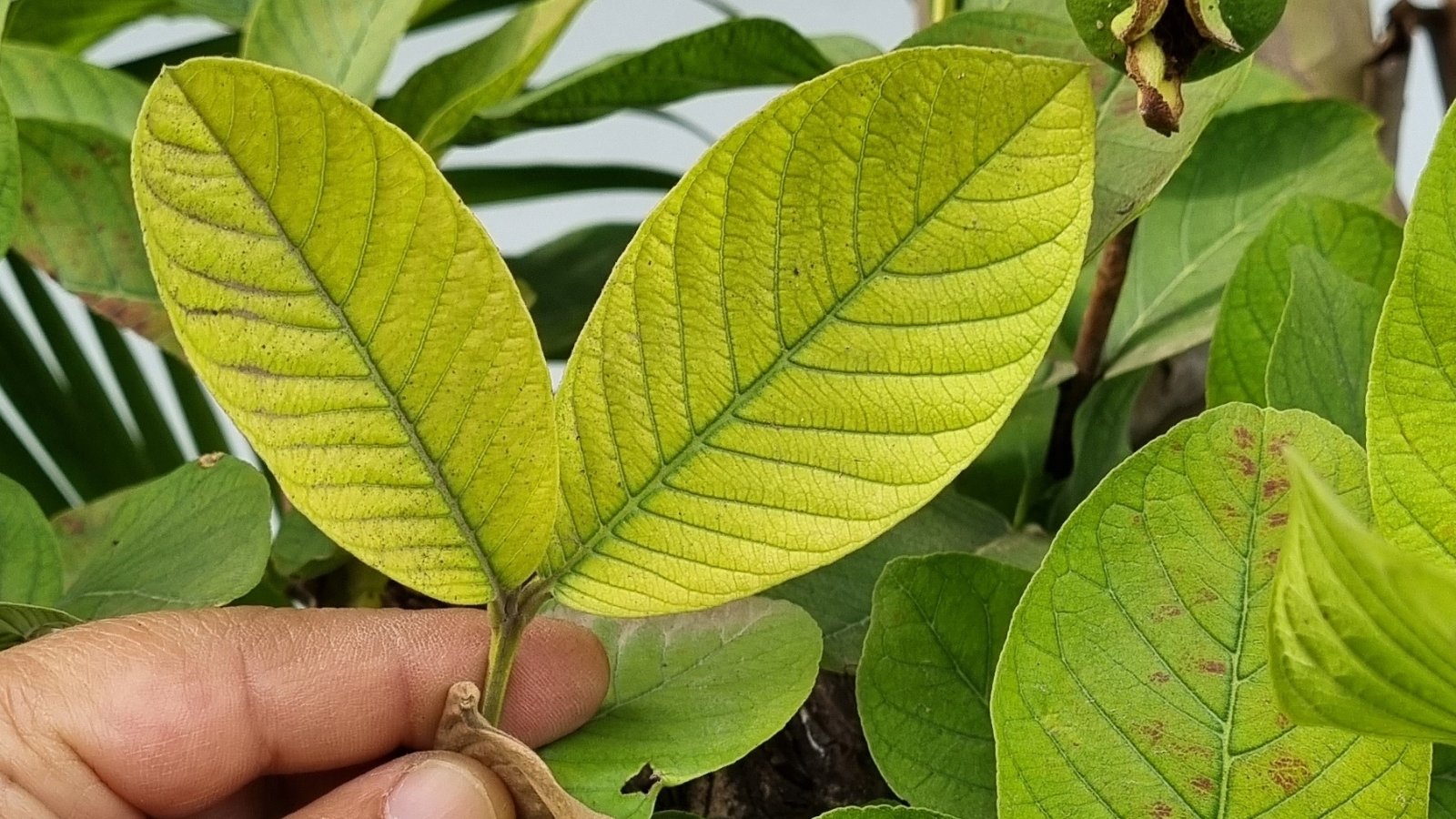 Guava leaves showing iron deficiency exhibit a yellowing between the veins, while the veins themselves remain green.