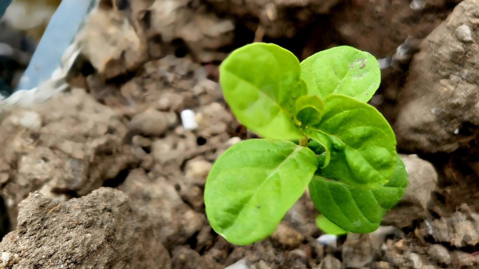 The sprout is a delicate, slender stem with tiny, pale green leaves that are soft and smooth, emerging in pairs.
