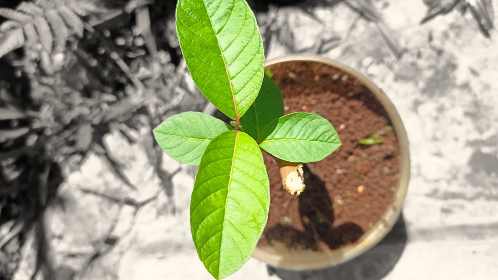 Close-up, top view of a young tree cutting with a thin vertical stem and smooth, oval, bright green leaves, planted in a pot with soil.