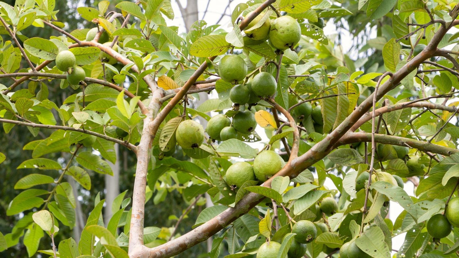 The tree has thick green stems, dark green, shiny leaves, and green-skinned fruits that turn pale yellowish, encasing sweet, white pulp.