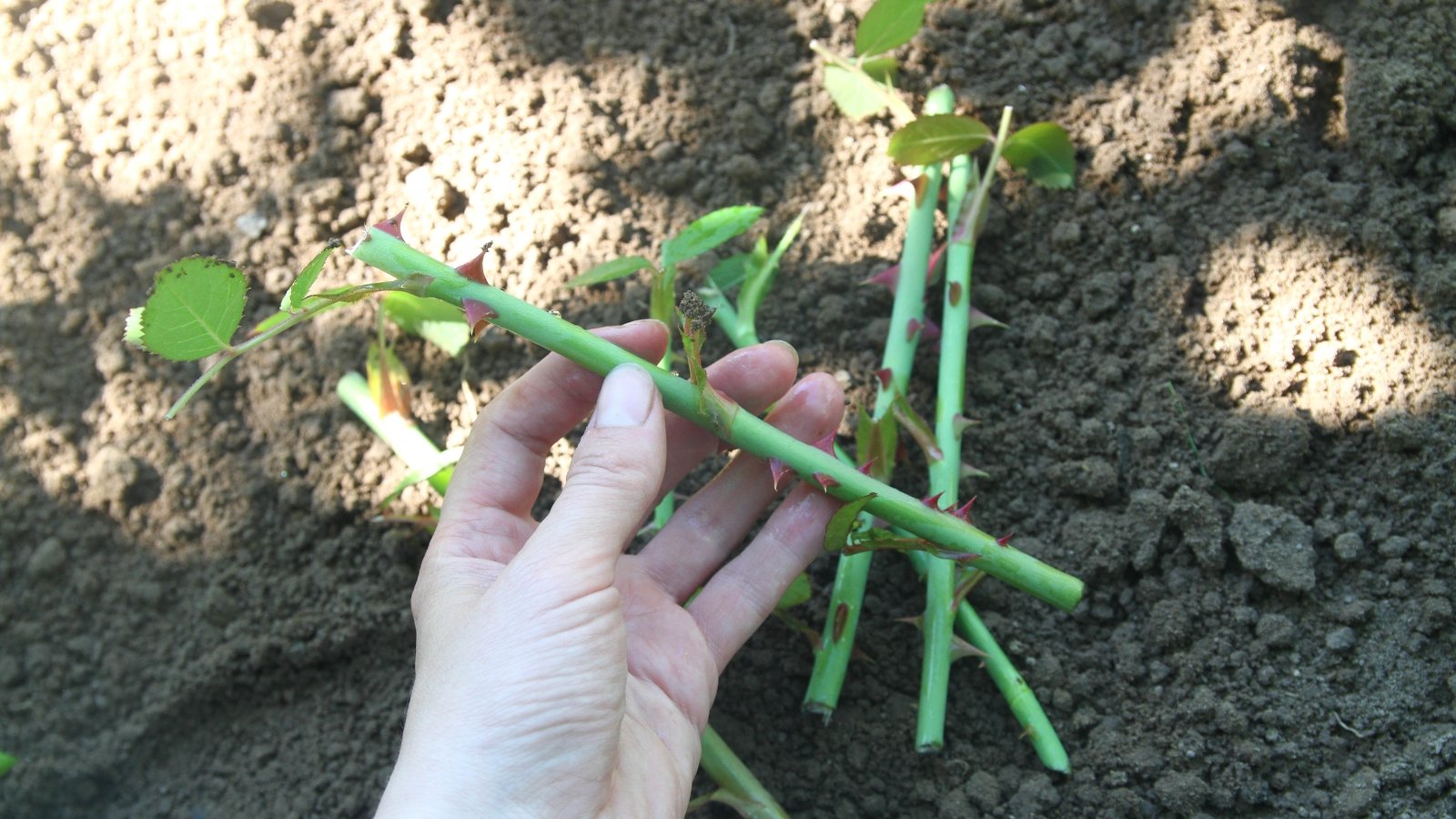 A hand gently holding several green stem cuttings over a patch of soil, preparing to plant them into the earth.