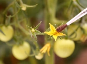 The tip of a small paint brush gathers pollen from a blooming yellow tomato plant.