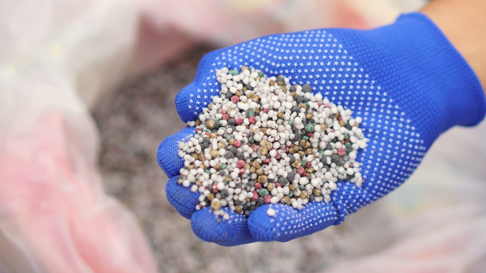 Close-up of a gardener's hand in a blue glove with a handful of multi-colored granular fertilizers against the background of a white bag full of fertilizers.