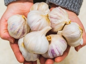 Hands holding a bunch of allium sativum bulbs that have already been dried.