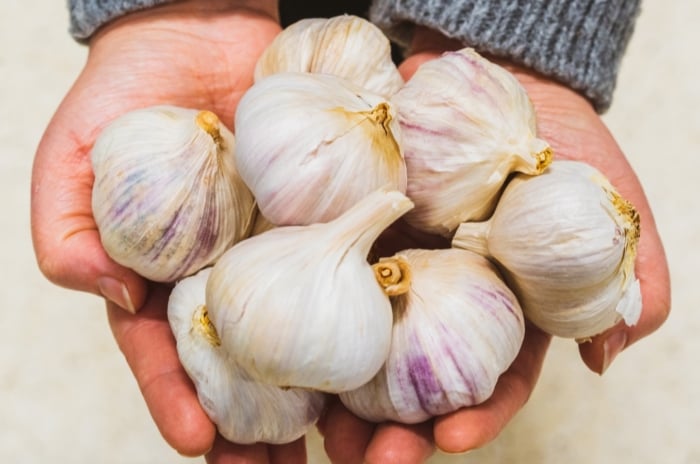 Hands holding a bunch of allium sativum bulbs that have already been dried.