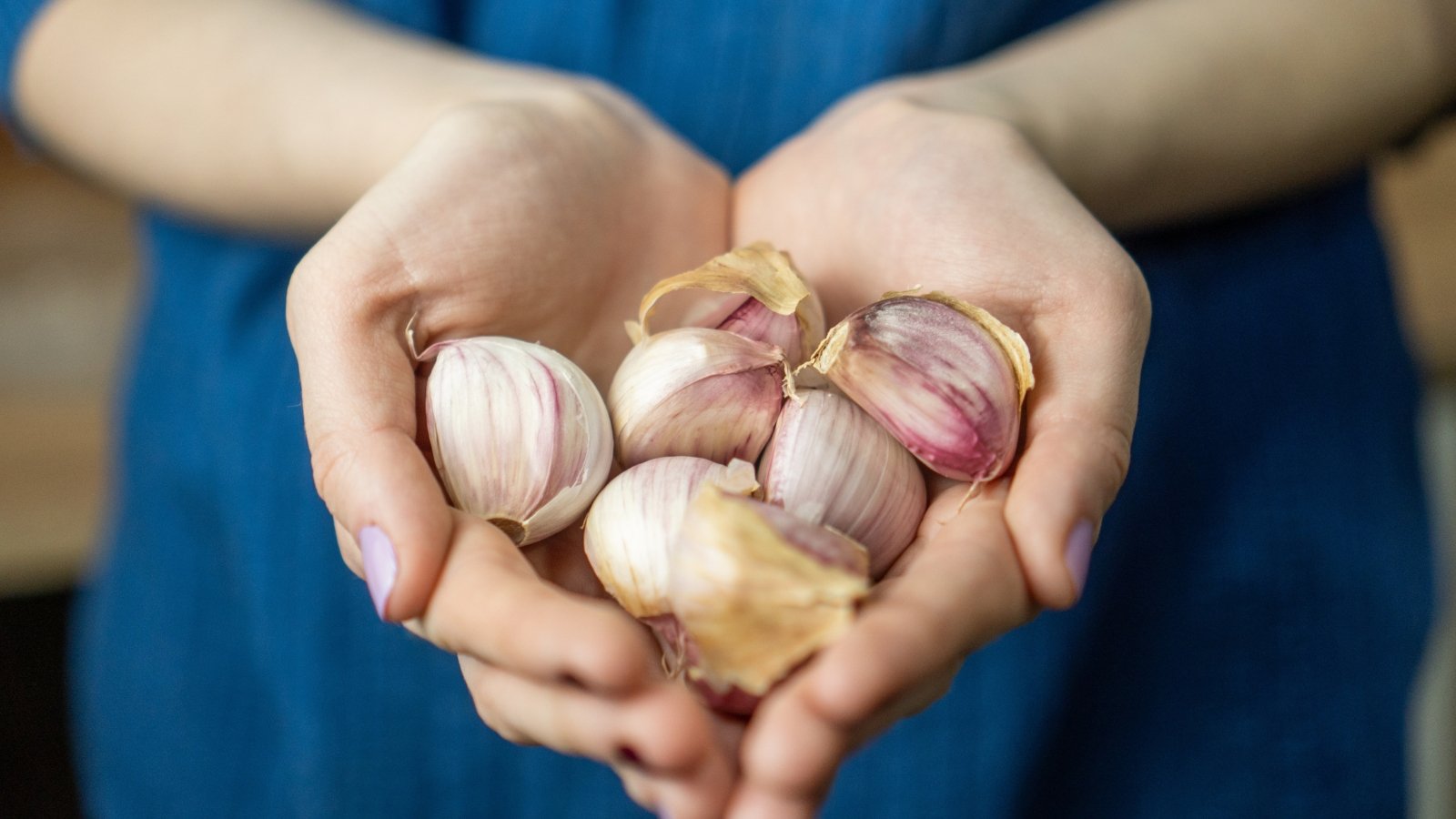 Close-up of a woman's hands cradling several freshly harvested bulbs, showcasing their size, shape, and freshness.