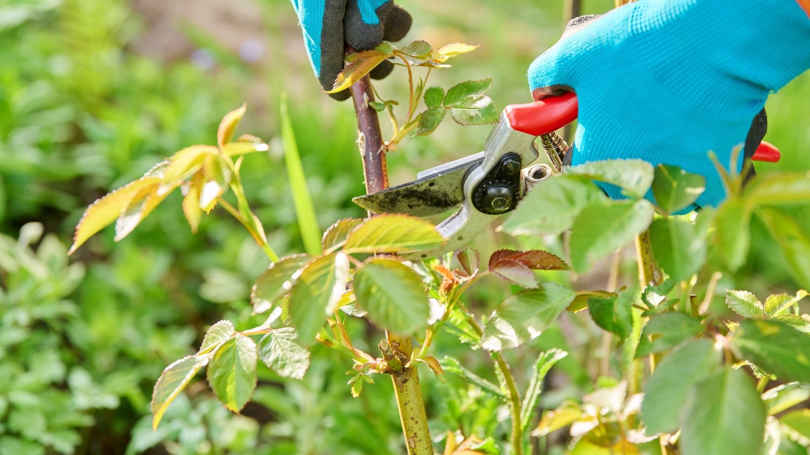 Blue-gloved hands expertly wield pruning shears, trimming the rose bush's branches. Green leaves sway gently in the breeze, framing the scene. In the background, lush green plants provide a serene backdrop to the meticulous work.