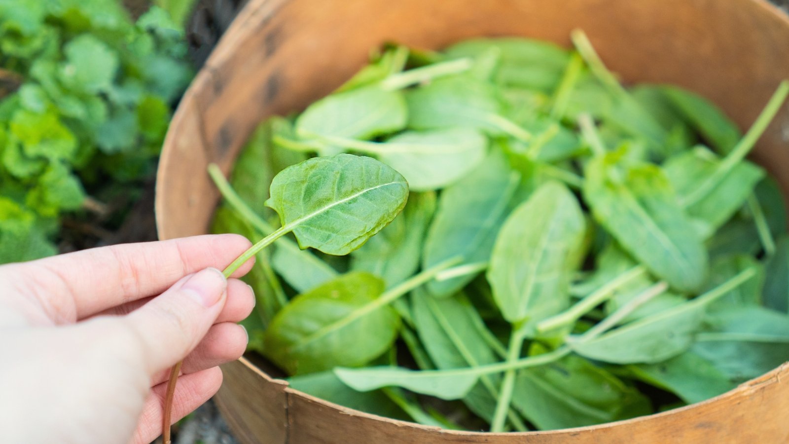 Close-up of a woman's hand holding a freshly picked round smooth leaf over a large wooden bowl filled with freshly picked green leaves with thin stems.