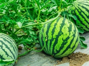 harvest watermelons when ripe similar to photo with vivid green fruits appearing ready for harvest with dark green stripes