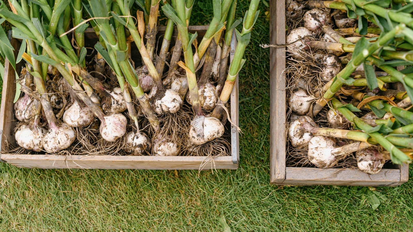 Wooden boxes filled with bulbs, placed on a patch of green grass, showing a bountiful harvest ready for storage or use.