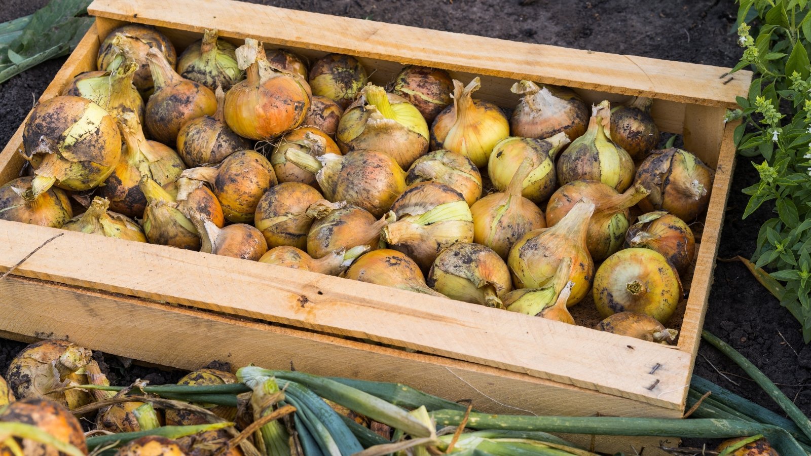 A wooden box filled with freshly harvested bulbs, spread out to dry with their green tops still attached, lying in the sunlight.