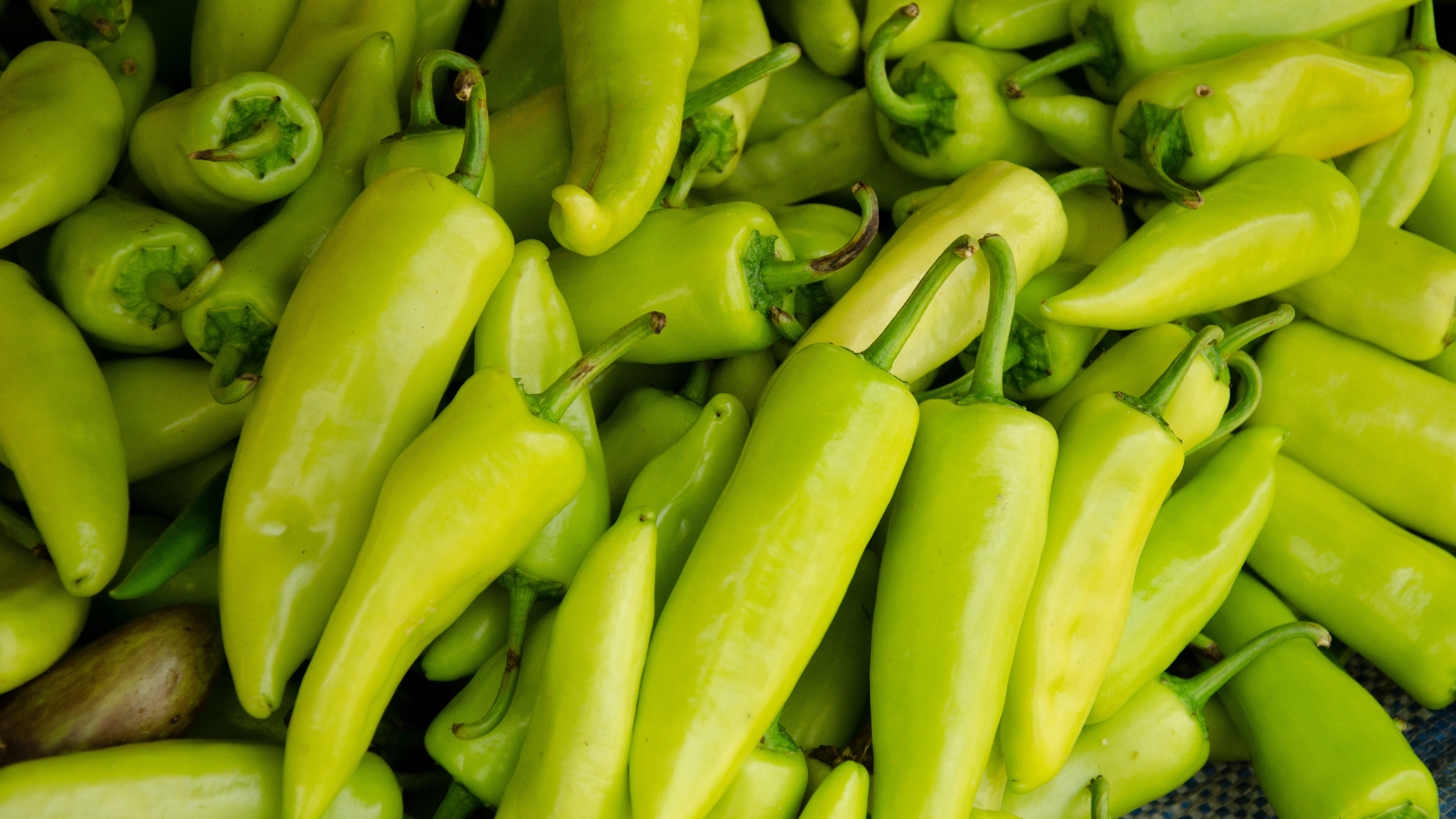 An abundance of harvested Capsicum annuum fruits in a vibrant green color with their stems still attached.