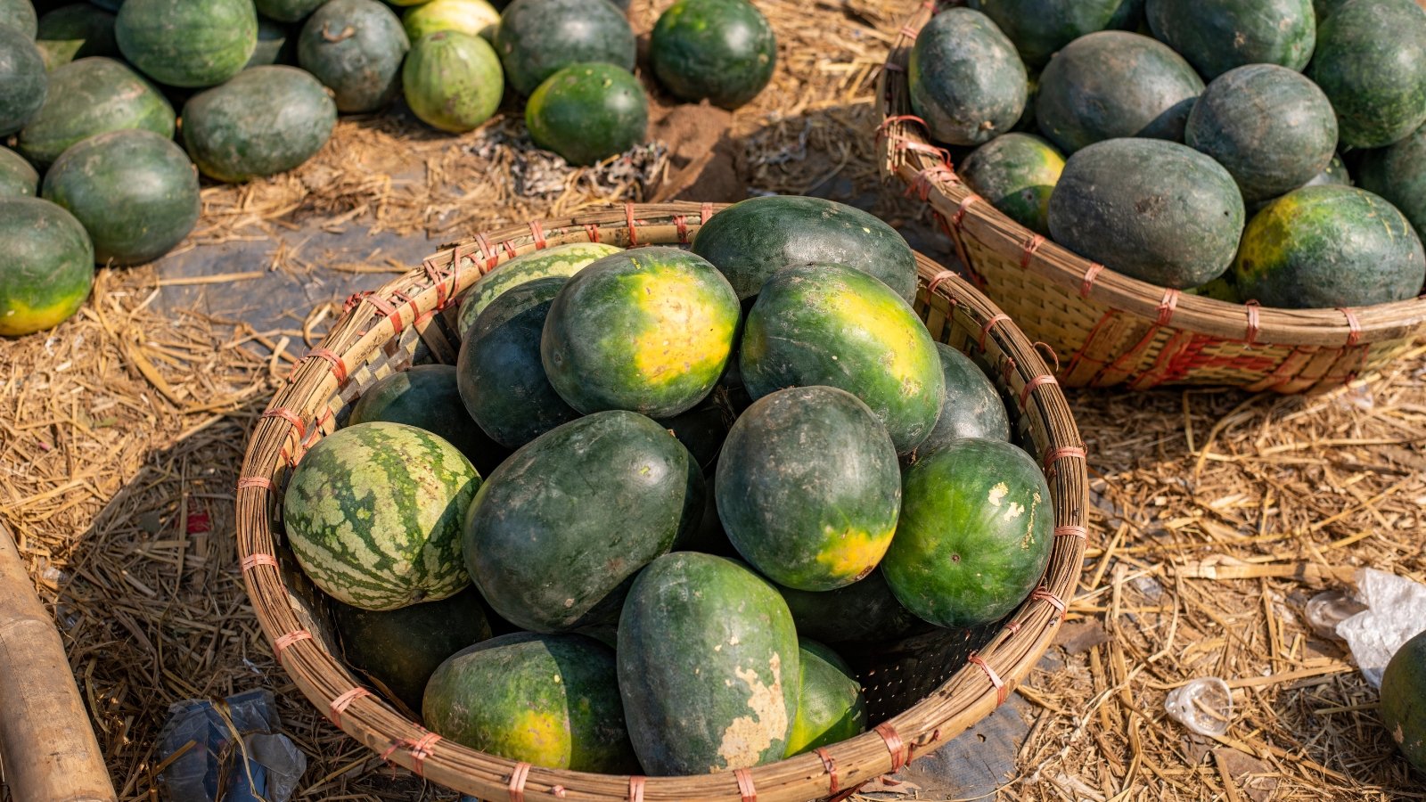 An array of Citrullus lanatus fruits, filling the frame with their deep green skins.