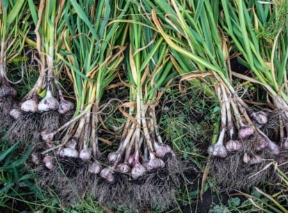 newly harvested young, homegrown, allium sativum, that still has dirt and with leaves attached.