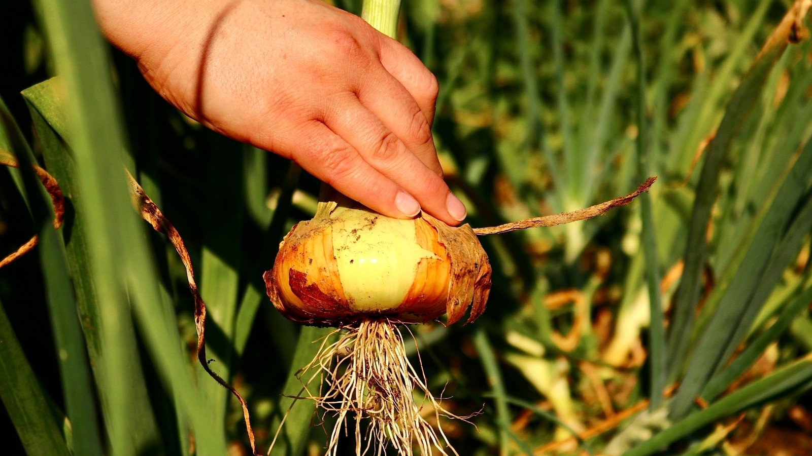 A close-up of a hand harvesting a bulb from the ground, revealing its firm shape and freshly unearthed roots.