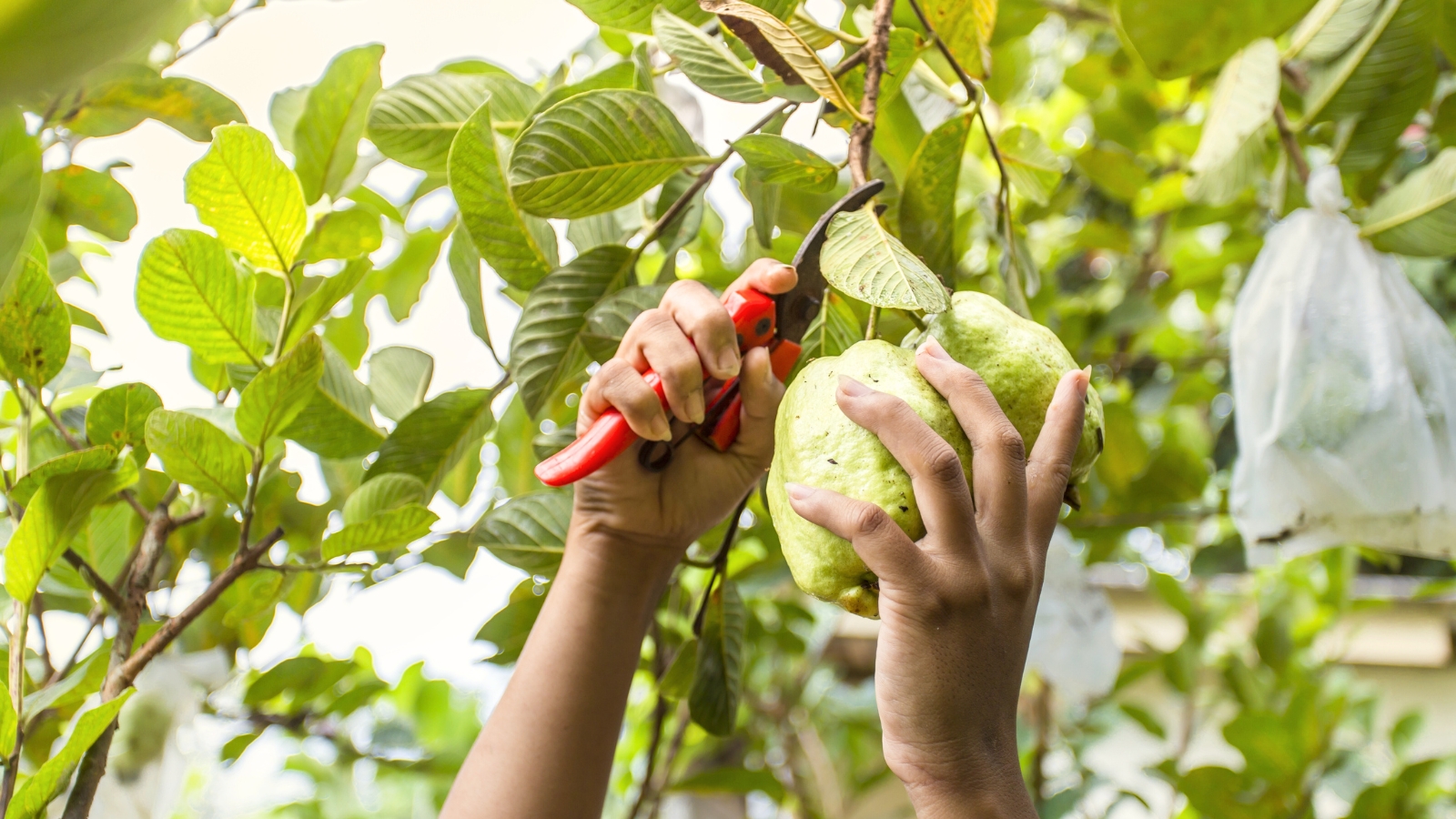 Close-up of a gardener using pruning shears to harvest green, round, lumpy-skinned fruits from branches surrounded by oval, lush green foliage.
