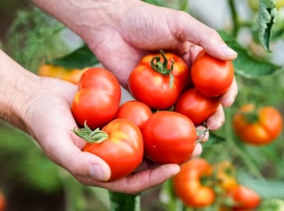 Close-up of gardener's hands holding freshly harvested bright red tomatoes with shiny skins against a blurred background of tomato plants.