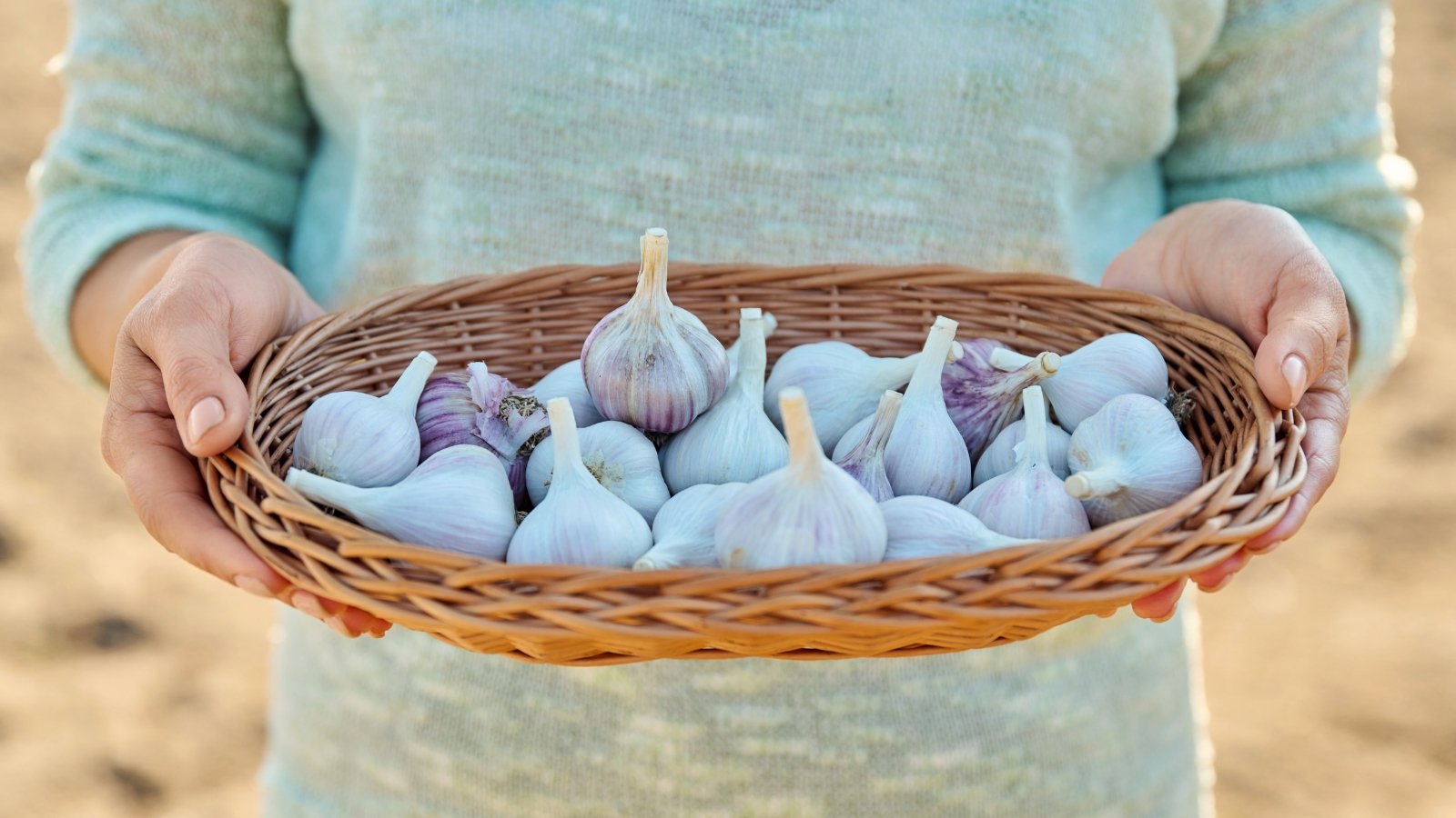 A female gardener holds a wicker bowl filled with rounded heads of garlic covered in white papery skins.