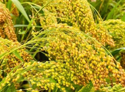 Healthy rows of millet plant appearing yellow and green, almost golden under the sunlight