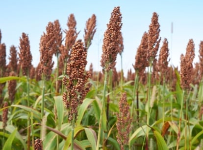 Healthy field covered by sorghum plants with brown heads and vivid green stems with the blue sky in the background