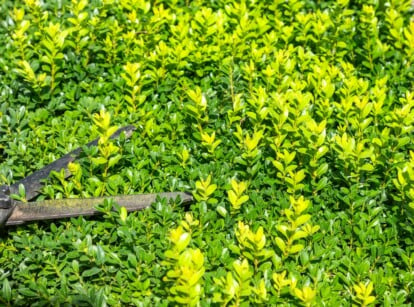 Sunlight filters through dense foliage as hedge shears deftly trim a bush. The vibrant leaves shimmer in shades of yellow-green and deep green, catching the light. Each precise snip shapes the bush, creating a harmonious blend of nature's hues.