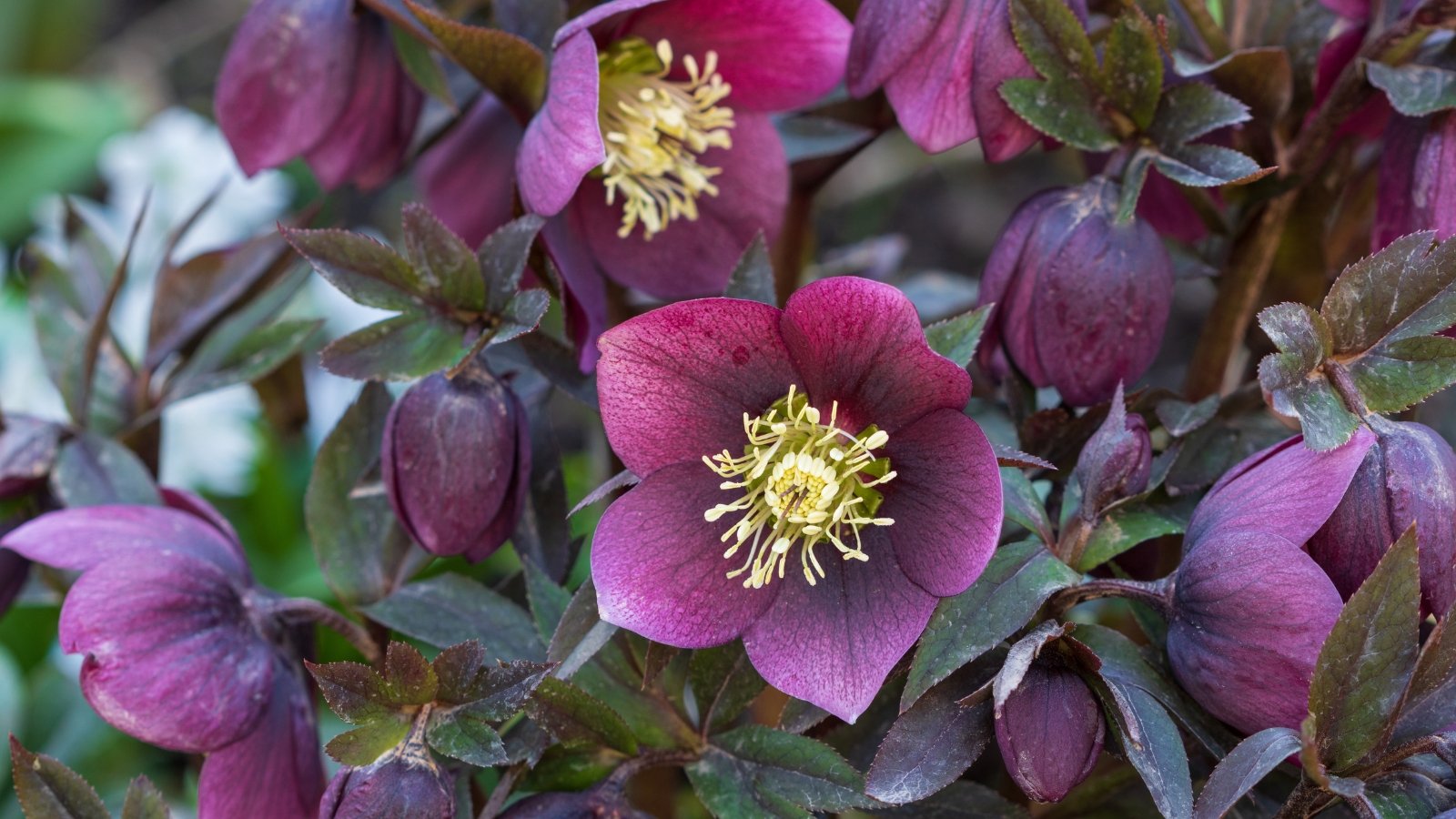 A close-up of deep purple Helleborus orientalis flowers with intricate, veined petals set against a dark green, shadowed background.