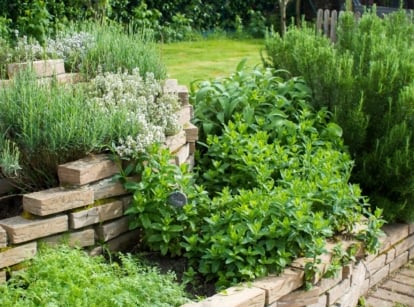 A tiered garden bed featuring vibrant herb plants arranged neatly, bathed in soft sunlight.