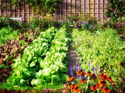 A vibrant garden brimming with an array of plant species, showcasing nature's diversity in a harmonious arrangement. Sunlight gently caresses the leaves and petals, casting a warm, inviting glow.